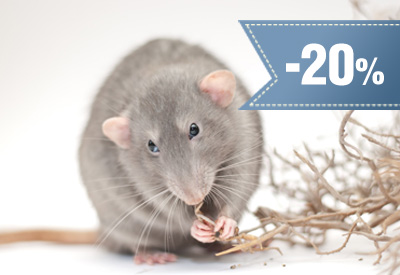 20% rabatu na usługi zwalczania szkodników